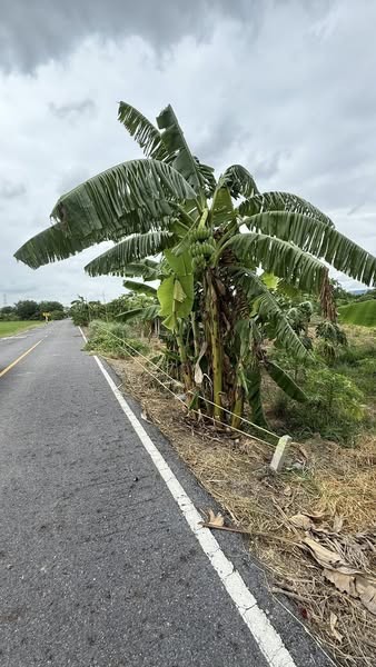 ขายที่ดิน 2 ไร่ ใกล้ถนน 340 บางบัวทอง-สุพรรณบุรี